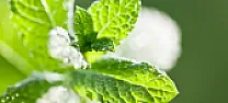 Ants eating through brick mortar! |  Something to look for which I used years ago, but have seen recently...