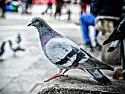 killing pigeons | next thread &raquo;
