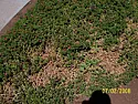 My aptenia is dying  |  Southern California Zone 10. We have a 90x40 patch of aptenia iceplant.Until a...