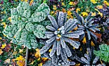 possible freeze: to water or not to water? | next thread &raquo;