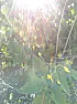Of Tomatoes and Light | &laquo; previous thread