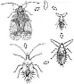 Spray Lacebugs Now in Zone 7? |  I live in Raleigh, NC (Zone 7) and noted in late summer/early fall that Ihad a...