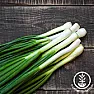 Followup: bunching vs green onion |  Hi All,  I asked this before but no one knew.  The difference in taste between...