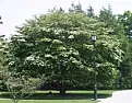 Tree moving question |  I have a dogwood tree that is about 15 feet tall with a trunk of 5 inch...