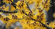 Witch Hazel in a container?  | Can you grow witch hazel in a container? If so which is the bestvariety?