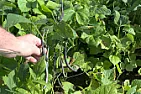 today's pic of a bean cross |  Just on-line.  These were the my last failed attempt: ...