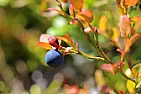 Help! My bilberries are dying! |  Hi All,  Four years to get these things to finally flower and show any sign of...