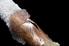 Vibrating water pipes |  I have some sort of strange problem. I know little about plumbing, soI have no...