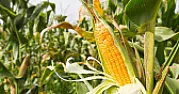 Defective corn on the cob | In article 