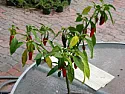 ** Thai Pepper plants having 2 problems - S. Florida - "pickinu" **  | next thread &raquo;