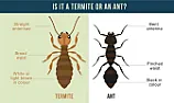 Termites & sweet plants | &laquo; previous thread