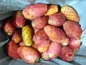How do you remove spines from 30 pounds of prickly pear fruits I just picked? |  Bob F wrote on Thu, 23 Nov 2023 05:50:57 -0800 :  I rubbed. I sang. I singed. I...