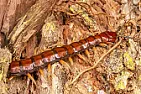 Bugs and creepy crawlies - how to get rid? | next thread &raquo;