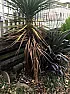 Cordyline Australis not growing straight  | next thread &raquo;