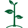 Tomatoes... cherry tomato plants, in a pot, on my balcony...  HELP PLEASE |  Hi,I have 3 pots with cherry tomato plants.They are growing well, but one has...