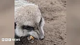 Interesting Valentine's Day Present | &laquo; previous thread