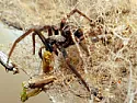 My house is 10 yrs old, concrete block. Is a termite booster really needed at $970.00? | &laquo; previous thread