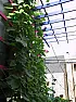 Morning Glory Quandary |  I'm having problems with my morning glories this year and I don't know...