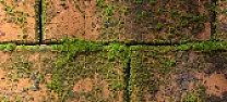 Best moss on tarmac killer  | Is Armillatox as smelly as Jeyes Fluid? 