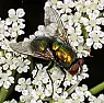 How to get rid of houseflies? |  For some reason we are suddenly inundated with houseflies. I have been swatting...