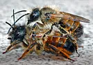 bees nest in boiler overflow |  Beekeeper here.  They are very, very unlikely to be honeybees, sodon't...