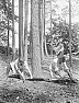 Cutting large piece of wood . . . |  A friend wants help moving a large piece of wood, looks like oak - roughly 1.5m...