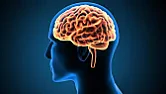 Smelling farts may be good for your brain, study suggests |  Gives a whole new meaning to "brain food".  ...