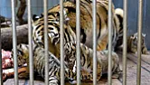 A zoo in Denmark asked patrons to donate their pets. Not as attractions, but for food | &laquo; previous thread