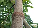 Bark damage on an avocado | &laquo; previous thread