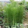 Re: Italian Arum control |  I'd like to avoid chemical control if it's possible. There are other...