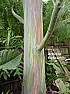 Rainbow Eucalyptus  |  The losing limps in a hurricane is one major concern.This is the actual tree...