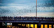 Bats in eaves |       I have bats living in the eaves of my home during the summer months.  I...