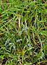 Aphids on dandelions?  |  Just to wrap things up, I got a better look today and it's fairly clear...
