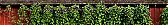 Nicotiana question |  Hi all,I was just sent some seed for Nicotiana tabacum.  I also purchased some...