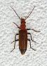 Condo invaded by wharf borer beetles |     Apparently, the critters are attracted to fungus.  There may be   even...