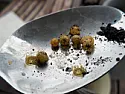 Little Yellow Eggs found in plant compost! Pictures attached  | next thread &raquo;