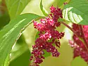 Please help identify this plant, known as Callaloo in Jamaica |  My Jamaican gardeners have planted something they call Callaloo in my garden....