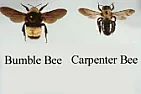 Bees that want to bore holes in my carport beams |  Every year around this time I have a problem with bumble bees that want tobore...