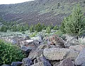 Ground cover  toughest, flattest?  | &laquo; previous thread