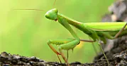 praying mantis in my garage.....  | next thread &raquo;
