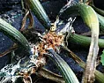 help wanted identifying zucchini pest problem |  Howdy all,I'm growing two varieties of zucchini this year and they are...