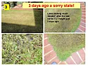 Lawn Experts, please help - New Turf Lawn Dying  |  Pat, Trader4, Lannerman & BobF -  Thank you all for such helpful andmostly very...