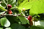 Fruitless Mulberry seeds  |  These fruitless Mulberry trees have always made seed tassels that are lite and...