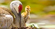 Do sandhill cranes eat fish  | &laquo; previous thread