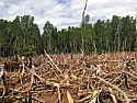 Is the Earth really overpopulated?  |  https://overpopulation-project.com/motivation-and-project-objectives/ Is the...