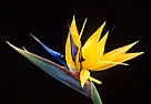 How do I kill Birds of Paradise roots? |  Looks like you made the same mistake I did in removing some overly aggressive...