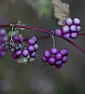 Tiny little purple balls |  Hello there,I would really really like to be able to find out what this plant...