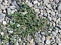 What is this ground cover?  |  Our crushed-rock parking area has killed the various ground covers we tried to...