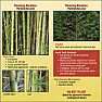 Removing 1.5 Acres of Bamboo in Towson, MD  |  check this...