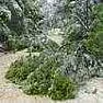 Help - clumps of grass around new trees  |  Hi - I planted hundreds of new trees from seedlings (mostly maple).  Ialso...